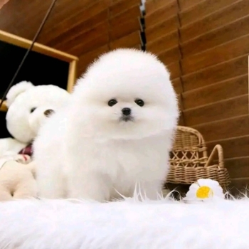 Pomeranian puppies ready for their new home.