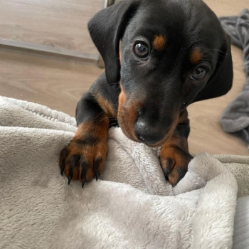 Miniature Dachshund puppies