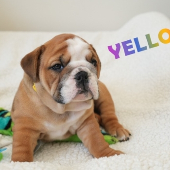 Amazing english bulldog puppy