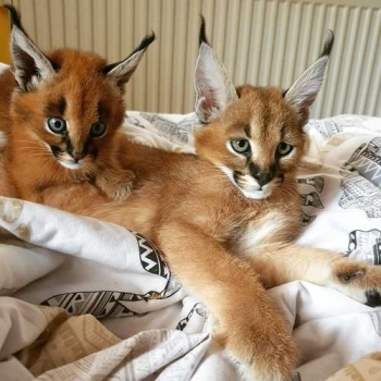 Tamed Exotics cats. (Ocelots, Caracals and F1 - F3 savannah and Serval)