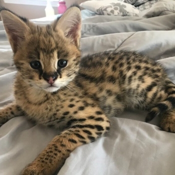 Home raised , Well tamed Exotics cats. (Ocelots, Caracals and F1 - F3 savannah and Serval)