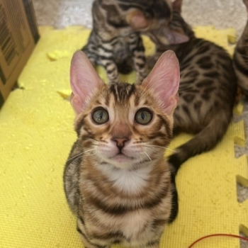 Bengal kittens