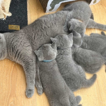 British Shorthair