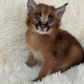Caracal Kittens WhatsApp: +27842597191