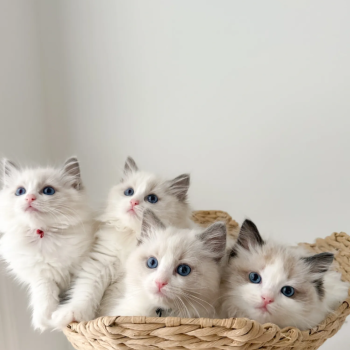 Ragdoll cat
