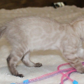Snow/Silver/Charcoal/Brown Bengal Kittens WhatsApp: +27842597191