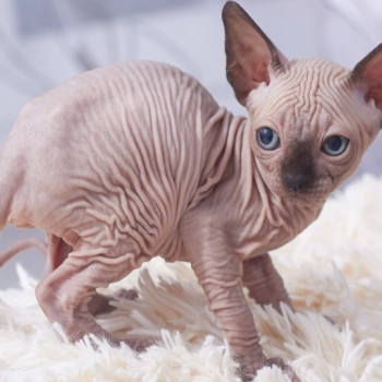 Sphynx kittens