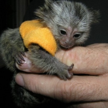 Male and female Marmoset monkeys.whatsapp me for more information:+447490124950