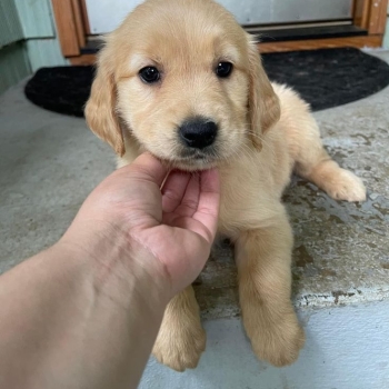 Labrador puppies seeking forever home