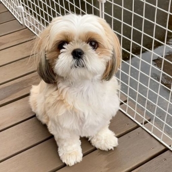 Healthy shih tzu puppies for adoption