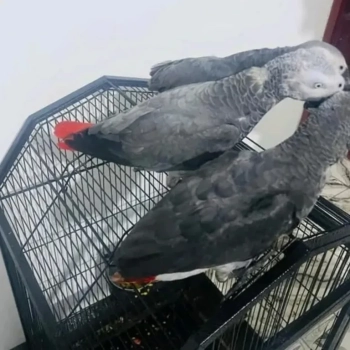 African Grey parrots