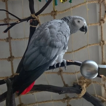 African Grey parrots, WhatsApp me 07537103067
