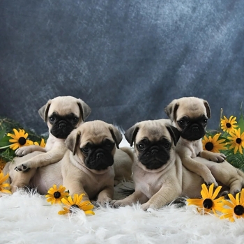 charming little boy Pug Puppy