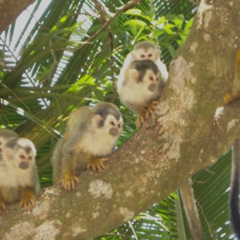 Male and Female Squirell marmoset monkeys for a adoption .whatsapp me for more information:+447490124950