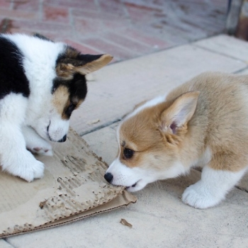 Friendly Short Legs Pembroke Corgi Puppies For You