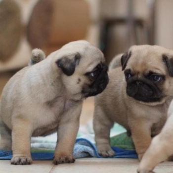 Playful and Trained Pugs Puppies