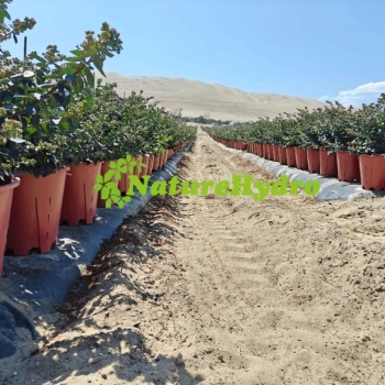 30L Round Pots Wholesale