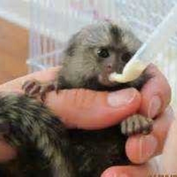 Hand Raised Pygmy Marmoset Monkey for Sale